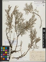 Foto von Salix repens subsp. rosmarinifolia (L.) Andersson